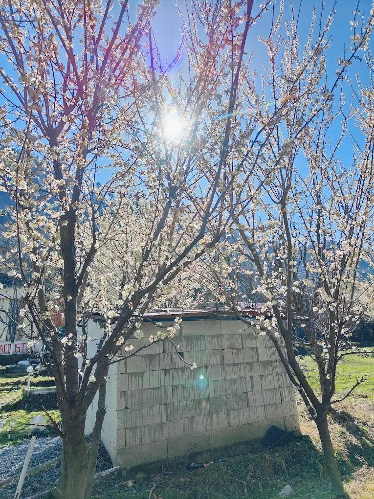 The acoustic cabin x Solis Nature