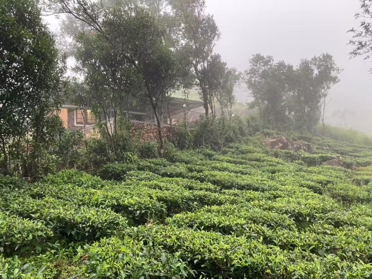 Thumpayil Hills Plantation Homestay x Solis Nature