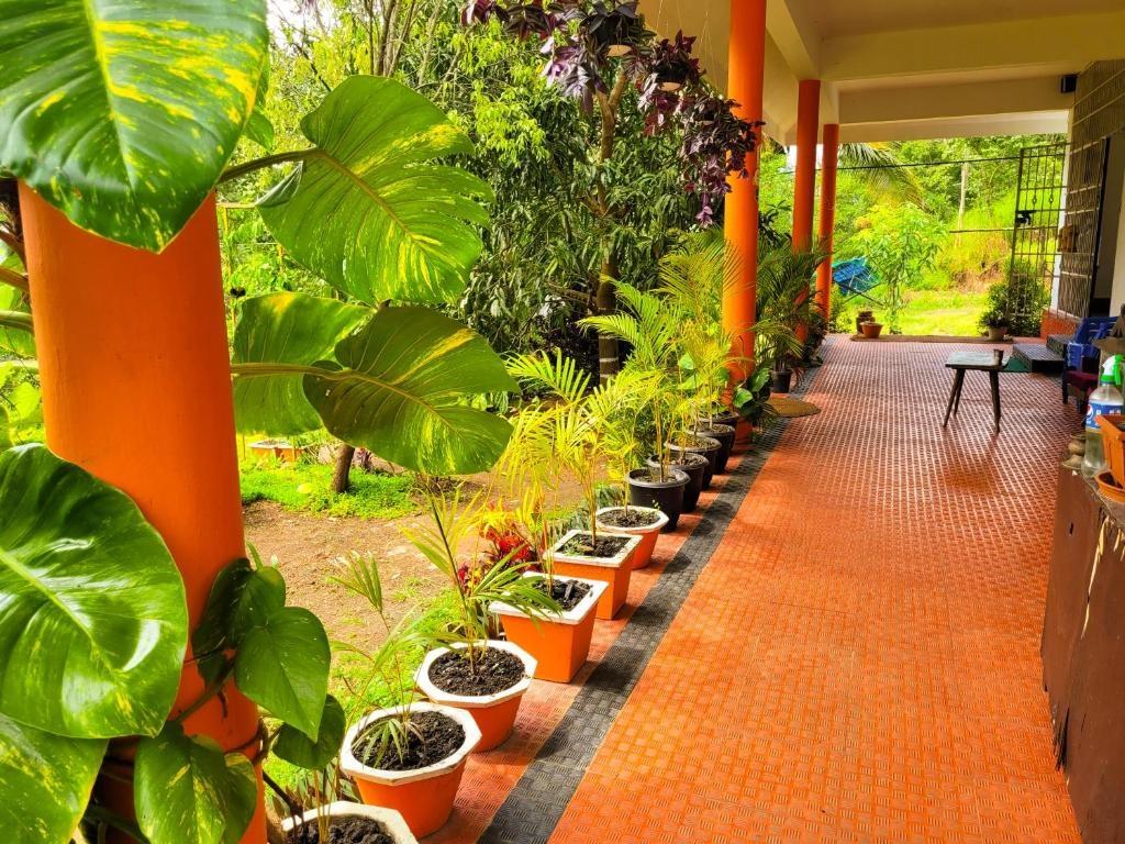 Chembani Holidays and Resorts Kanthalloo x Solis Nature