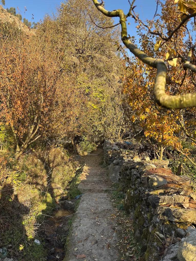 The Lush Pods x Solis Nature