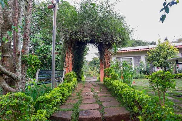 42 Green pastures tea Estate Experience x Solis Nature