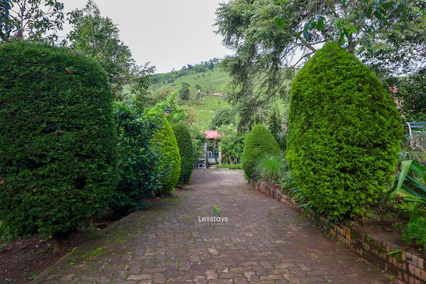 42 Green pastures tea Estate Experience x Solis Nature