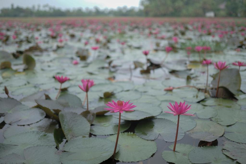 Riverdale Homestay Kumarakom by LexStays x Solis Nature
