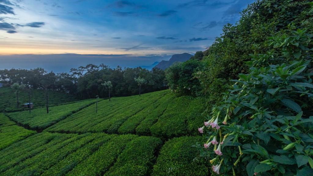 De Rock Jungle Living Resort - Cliff View Room x Solis Nature