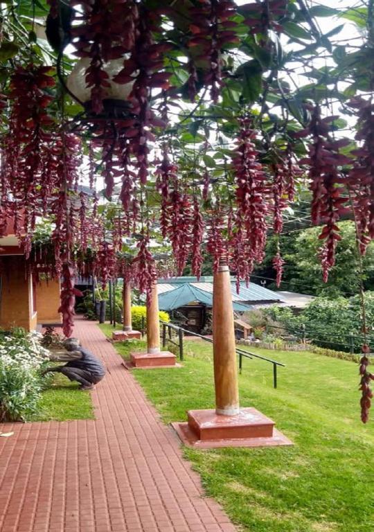 Rainforest Room - by De Rock Jungle Living Resort x Solis Nature