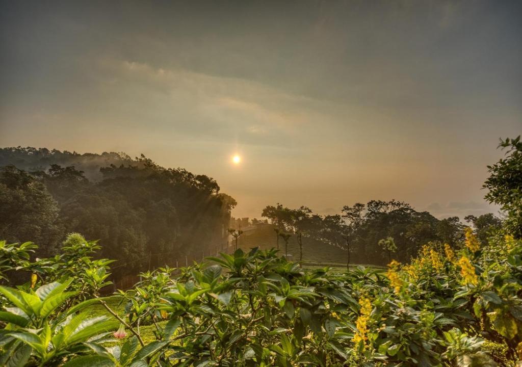 De Rock- Jungle Living x Solis Nature