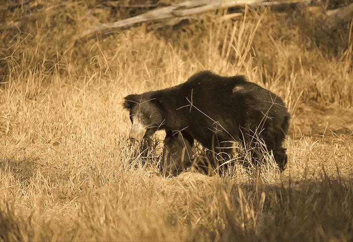 Ranthambhore Kothi x Solis Nature