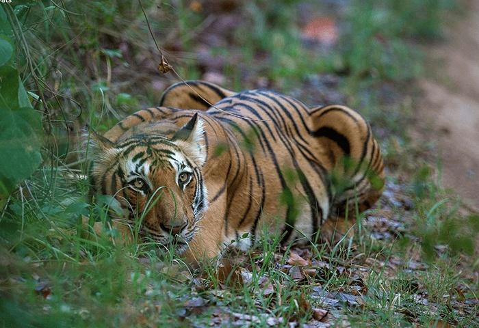 Ranthambhore Kothi x Solis Nature