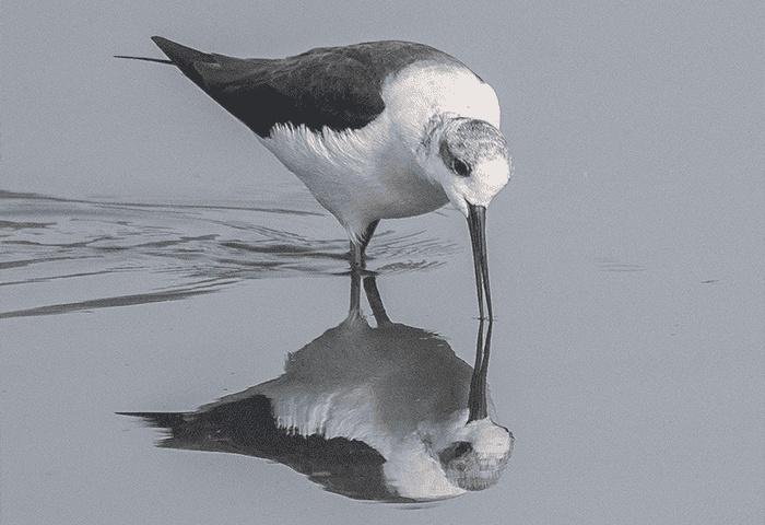 Ranthambhore Kothi x Solis Nature