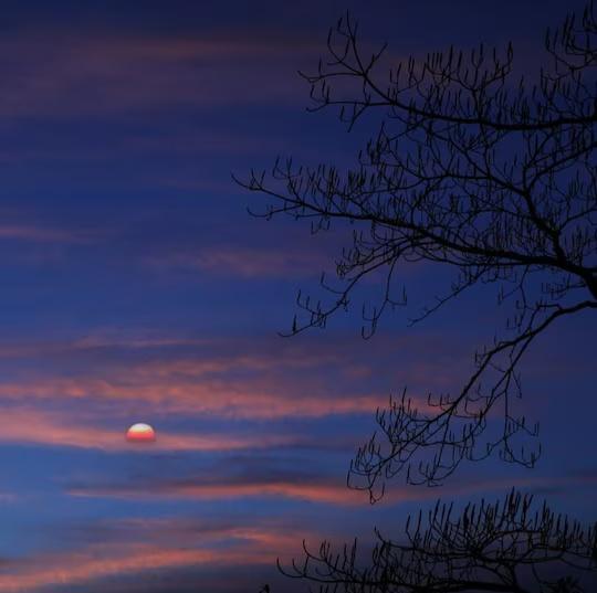 Shivani Foods And Resort, Ranikhet x Solis Nature