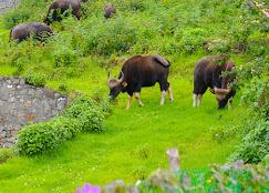 AJ Gable Clouds Resort Ooty by VOYE HOMES x Solis Nature